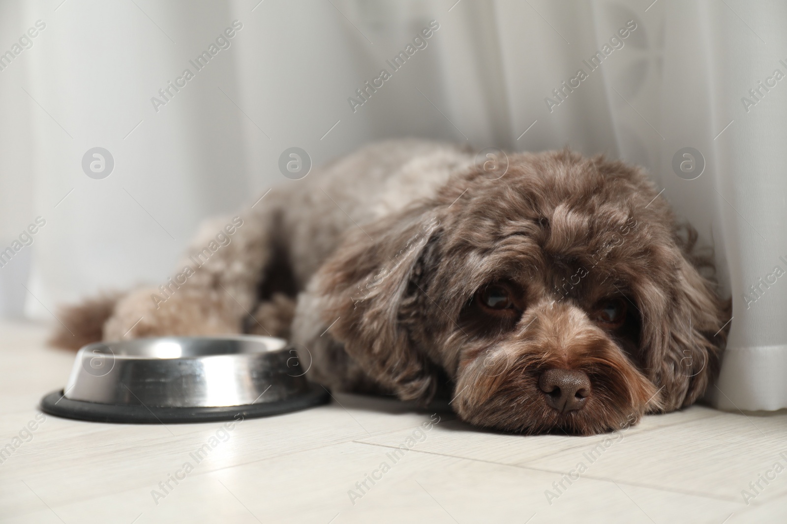 Photo of Cute Maltipoo dog near feeding bowl indoors. Lovely pet