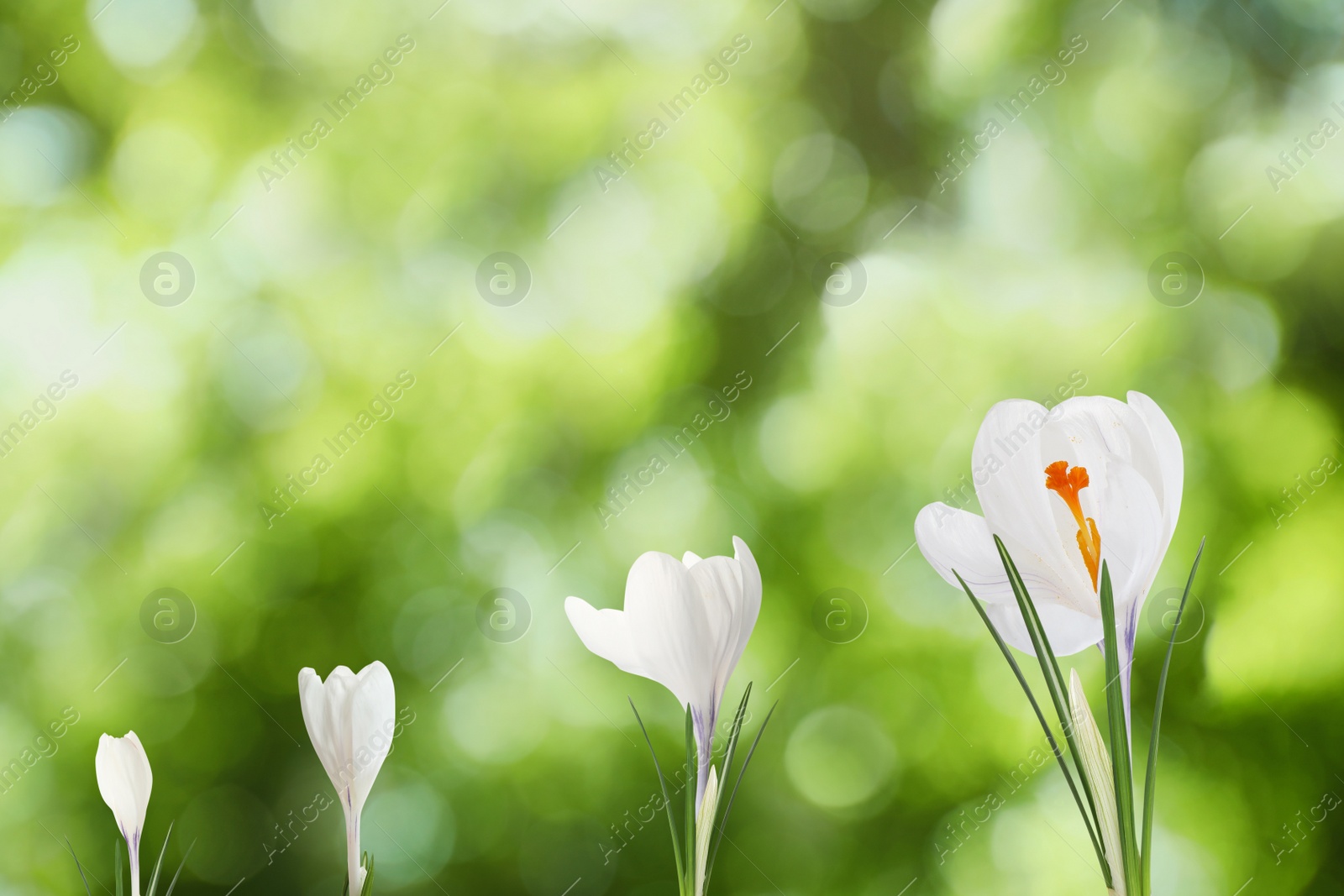 Image of Beautiful spring crocus flowers outdoors on sunny day. Stages of growth