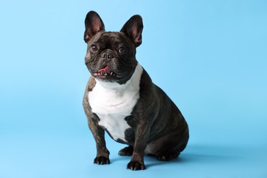 Photo of Adorable French Bulldog on light blue background. Lovely pet