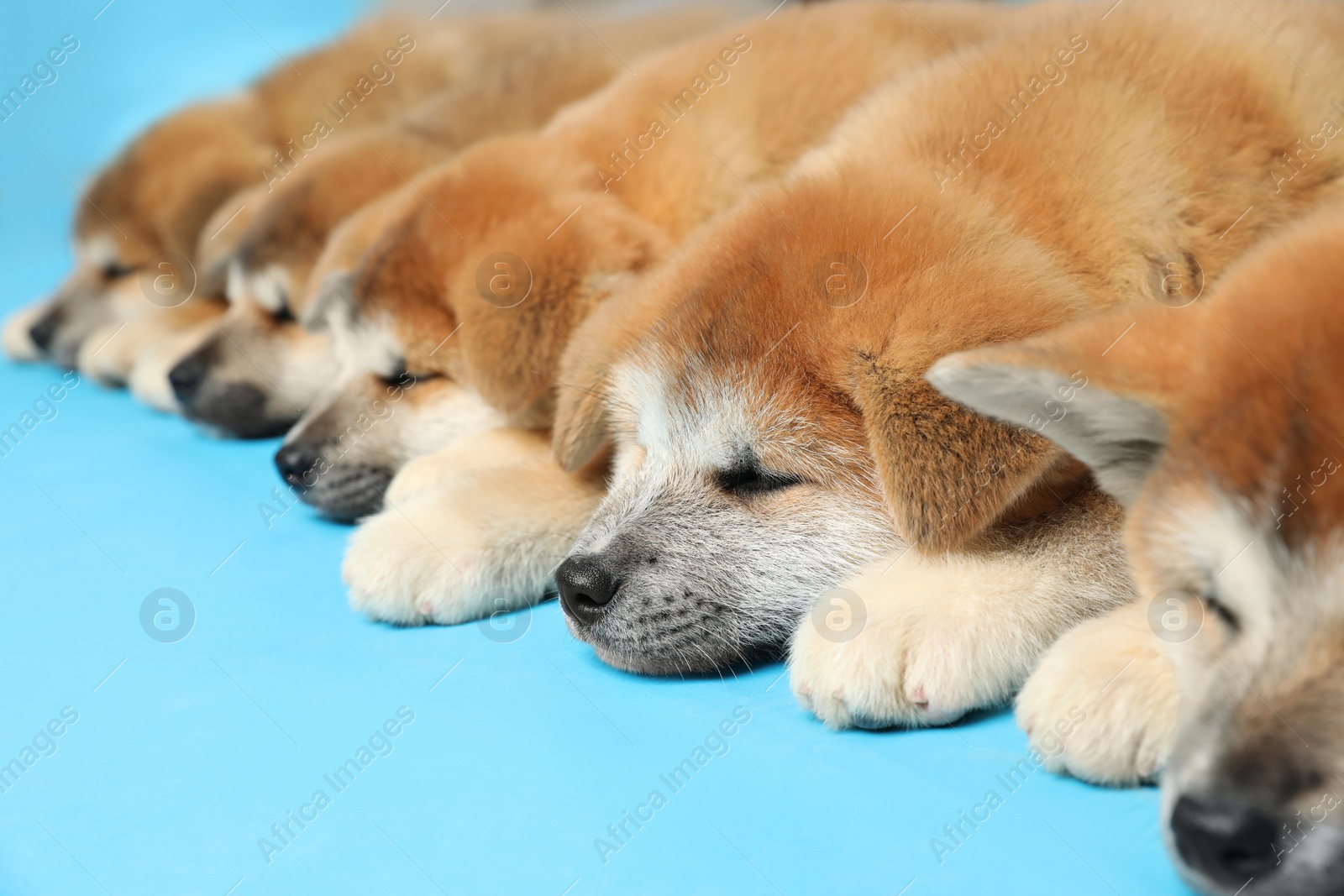 Photo of Cute Akita Inu puppies on light blue background. Baby animals