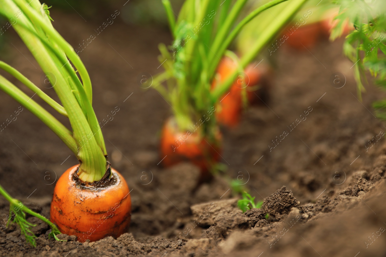 Photo of Ripe carrots growing in soil, closeup. Organic farming