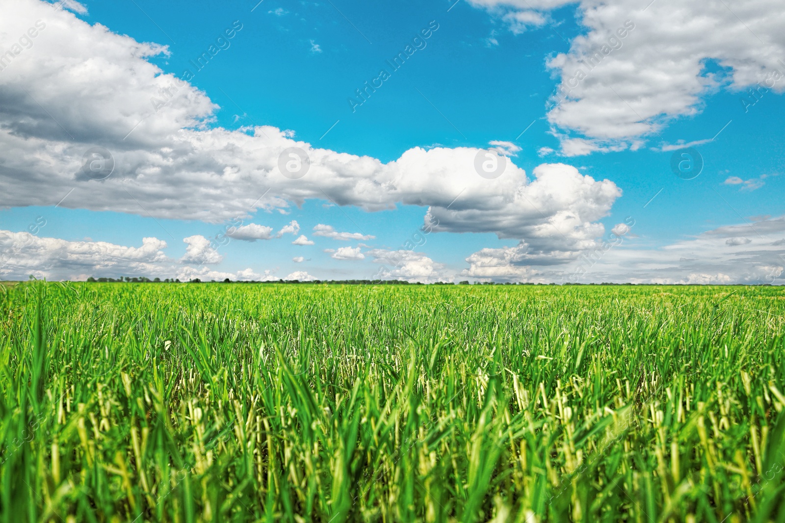 Image of Beautiful green field under blue sky with clouds