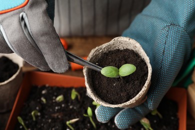 Photo of Person taking care of seedling at table, closeup