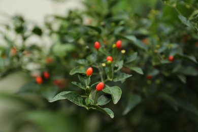 Photo of Chili pepper plant growing in garden outdoors, closeup