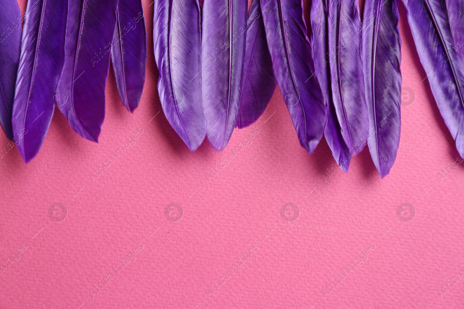 Photo of Purple feathers on pink background, flat lay. Space for text