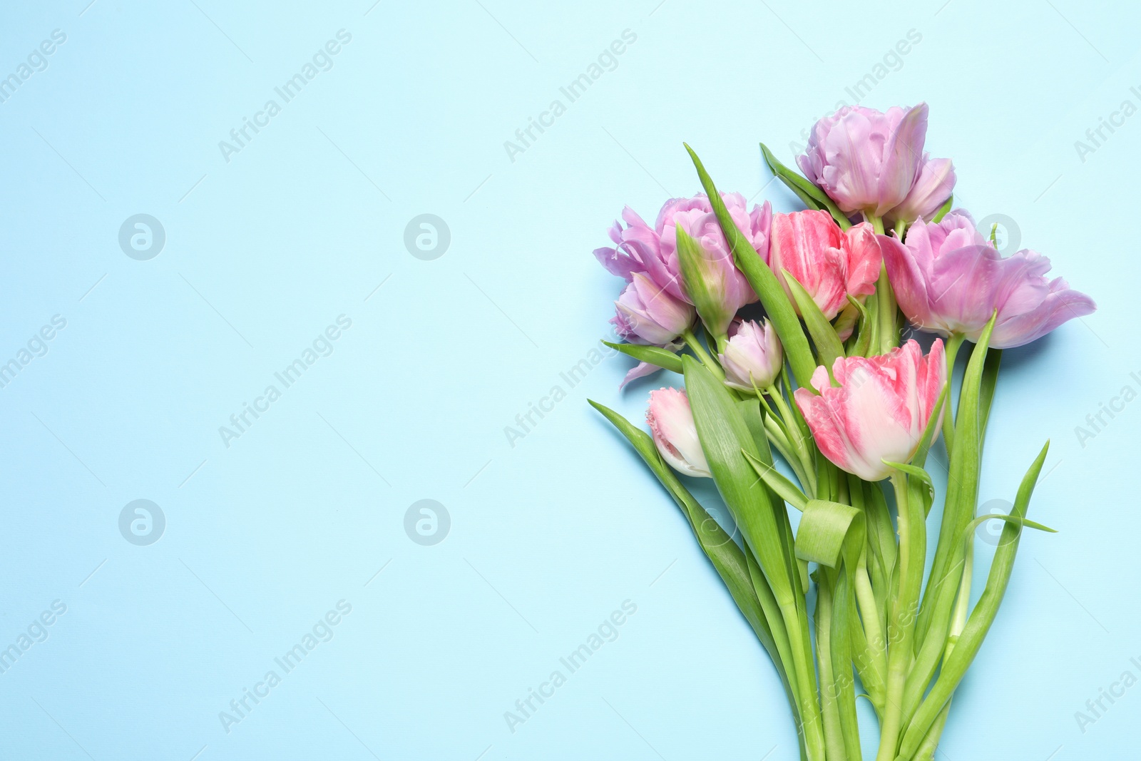 Photo of Beautiful colorful tulip flowers on light blue background, top view. Space for text