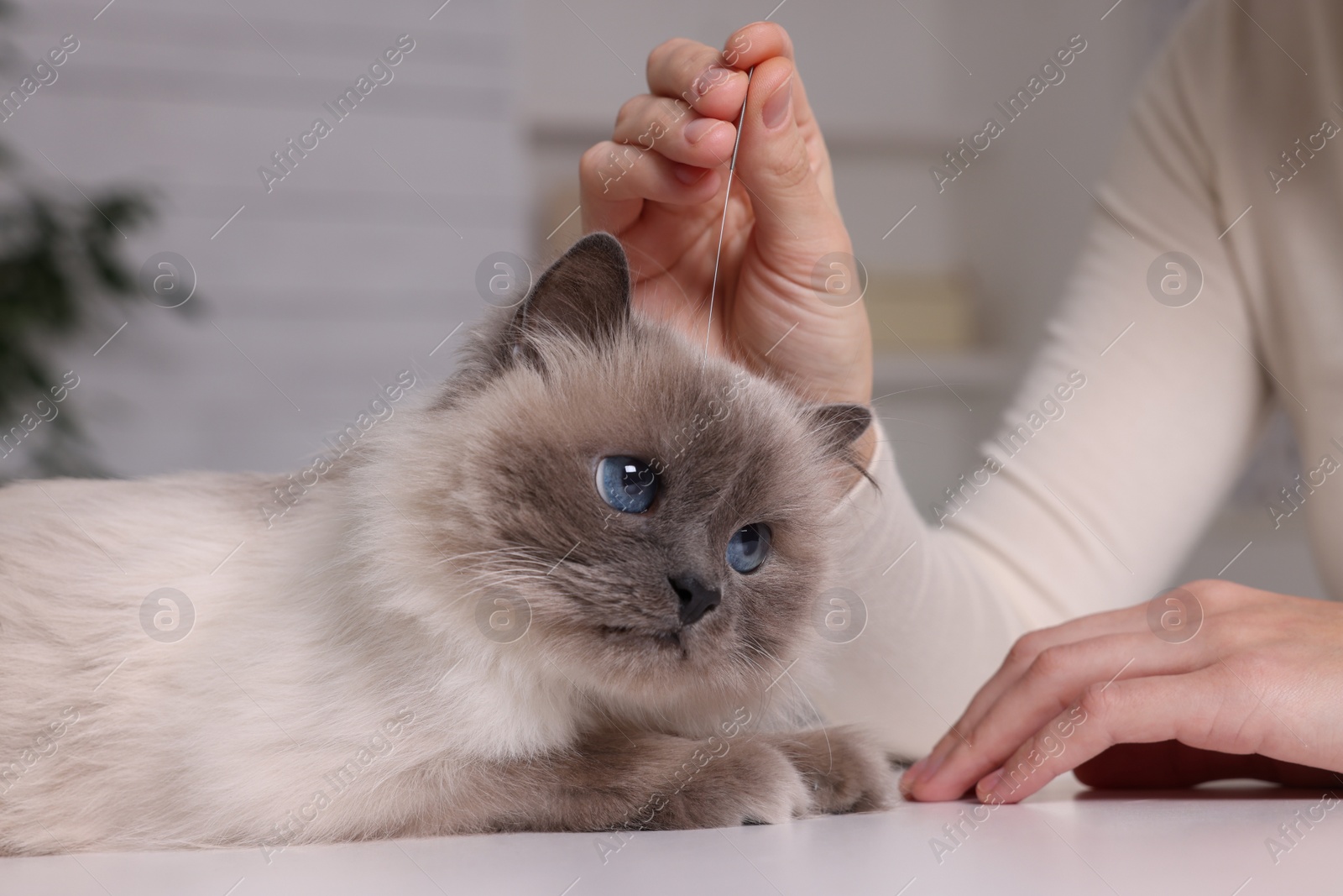 Photo of Veterinary holding acupuncture needle near cat's head indoors, closeup. Animal treatment