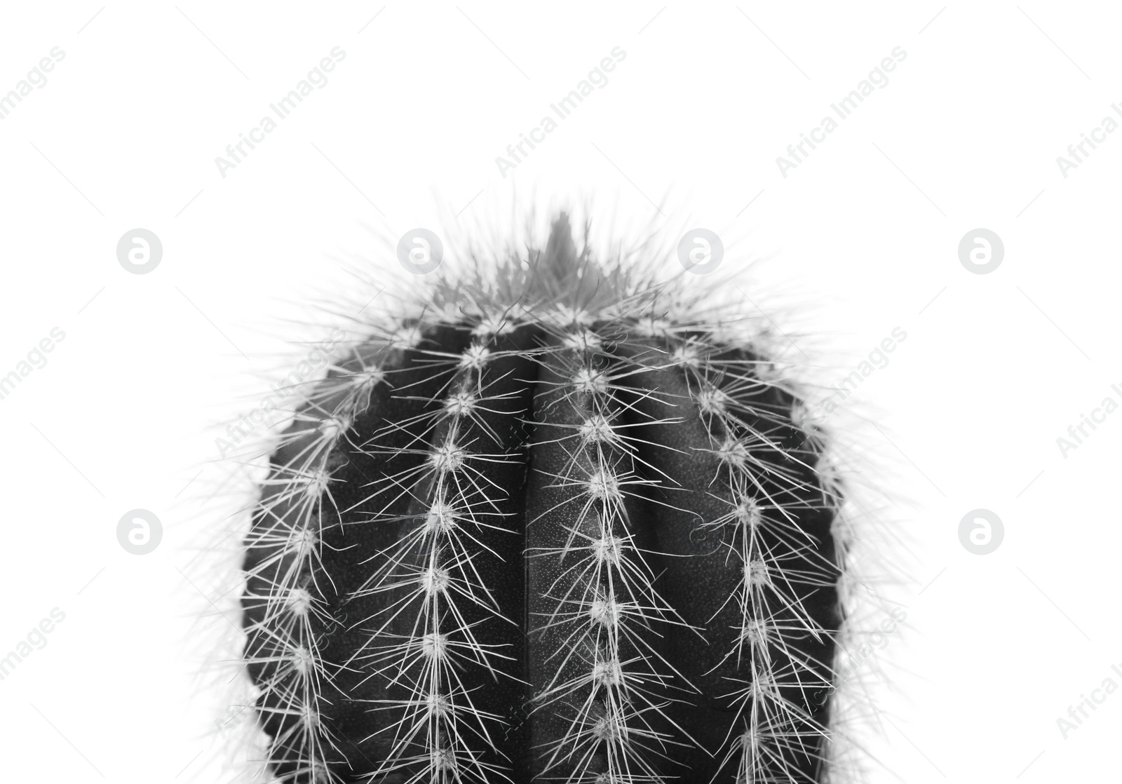 Image of Beautiful cactus isolated on white. Black and white effect