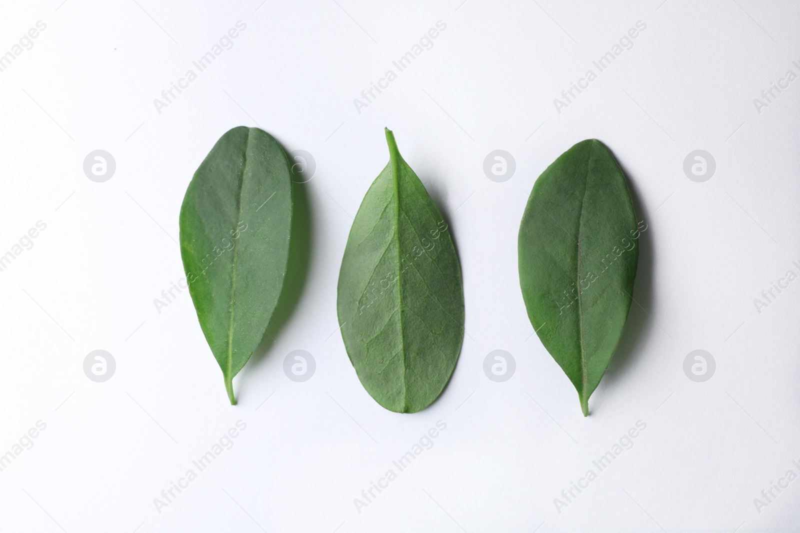 Photo of Fresh green citrus leaves on white background, top view