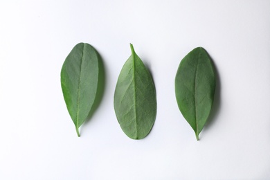 Photo of Fresh green citrus leaves on white background, top view