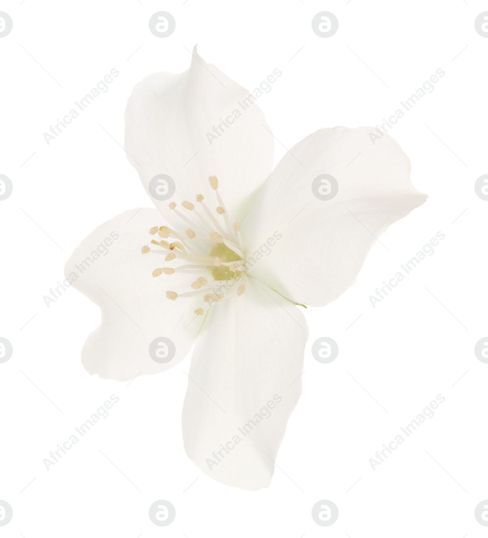 Photo of Beautiful delicate jasmine flower isolated on white