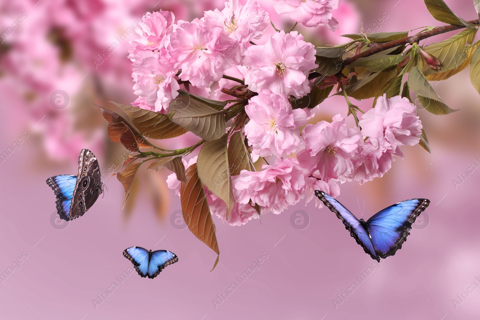 Image of Beautiful sakura tree branch with delicate pink flowers and flying butterflies outdoors 