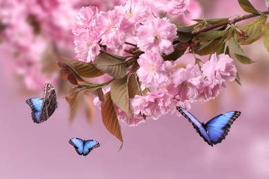 Image of Beautiful sakura tree branch with delicate pink flowers and flying butterflies outdoors 