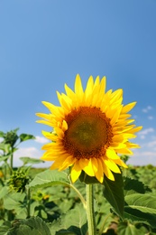 Beautiful sunflower growing in field, closeup view