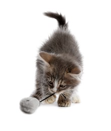 Photo of Cute kitten playing with fur ball on white background. Pet toy
