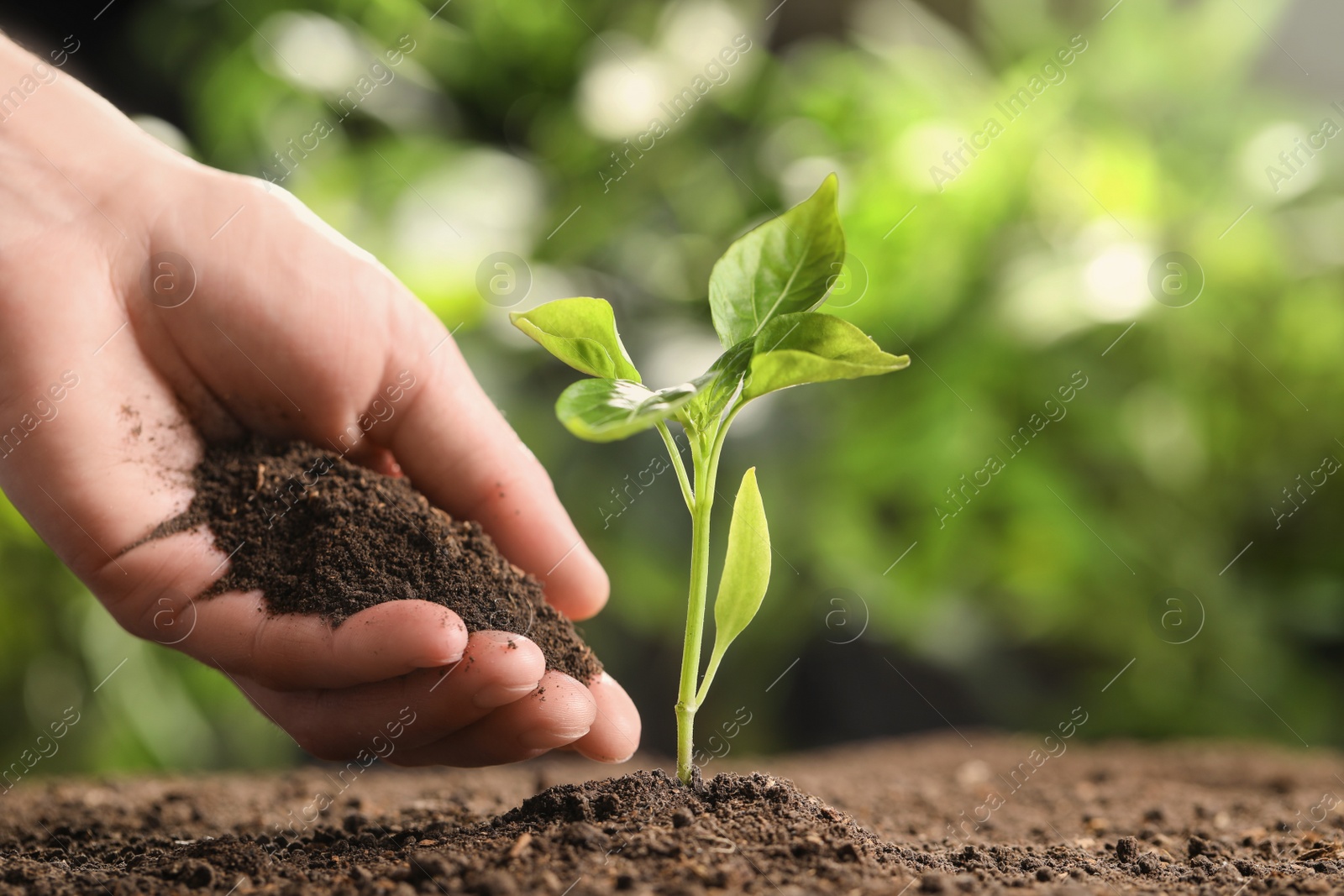 Photo of Farmer with handful of soil near young seedling on blurred background, closeup. Space for text