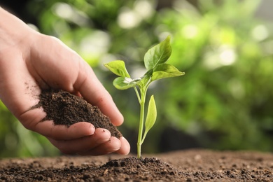 Photo of Farmer with handful of soil near young seedling on blurred background, closeup. Space for text