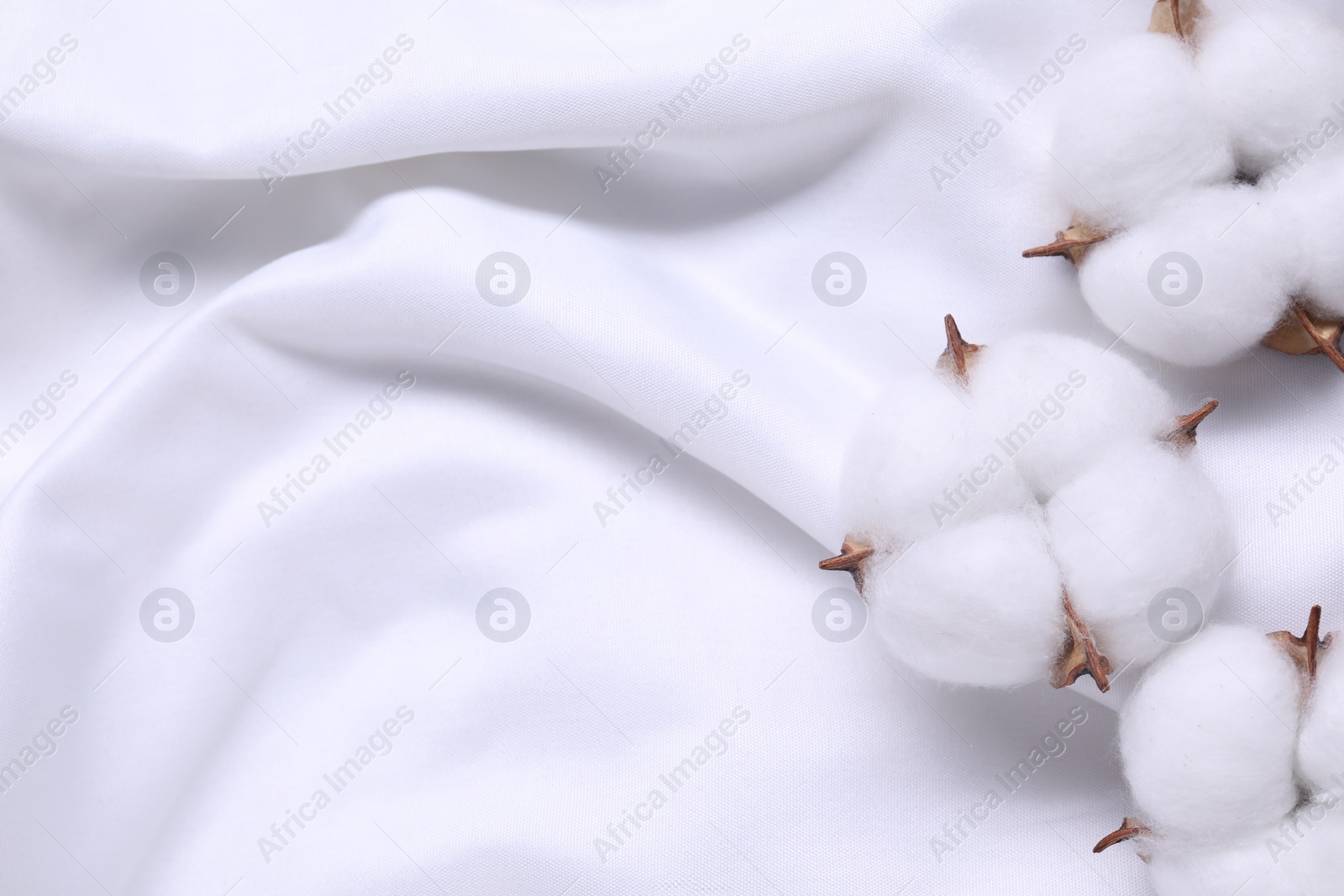 Photo of Fluffy cotton flowers on white fabric, top view. Space for text