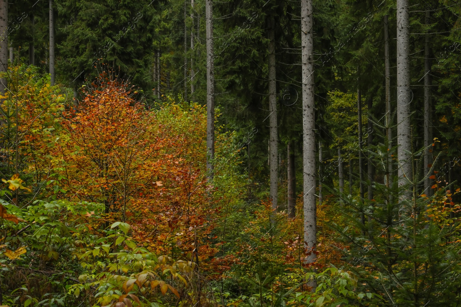 Photo of Beautiful view of trees with color leaves in autumn