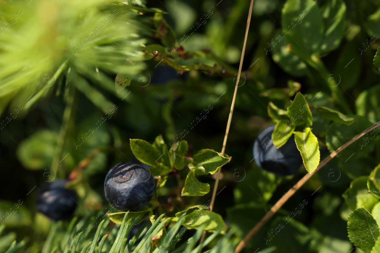 Photo of Ripe bilberries growing in forest, closeup. Seasonal berries