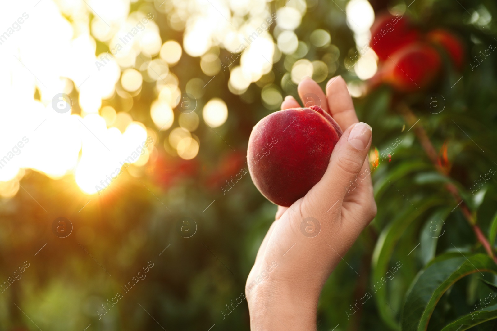 Photo of Woman holding fresh ripe peach in garden, closeup view