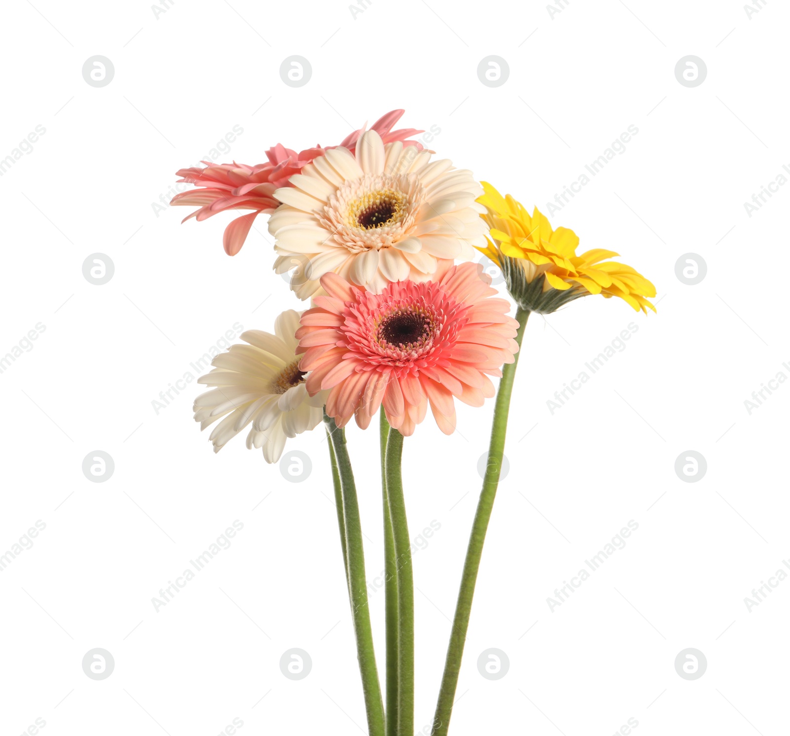 Photo of Bouquet of beautiful colorful gerbera flowers on white background