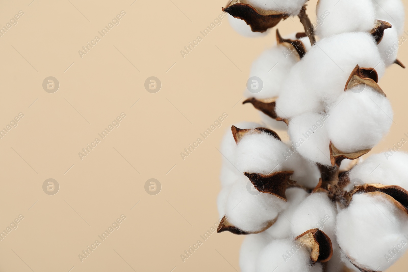 Photo of Beautiful cotton branch with fluffy flowers on beige background, closeup and space for text