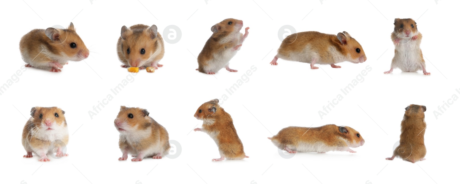 Image of Set with cute funny hamsters on white background. Banner design