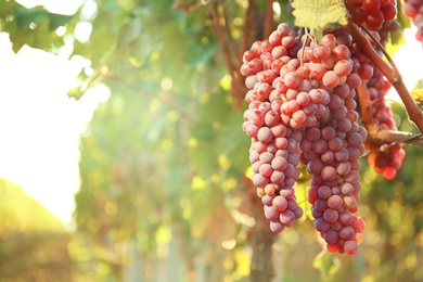 Photo of Bunches of grapes growing in vineyard on sunny day. Wine production