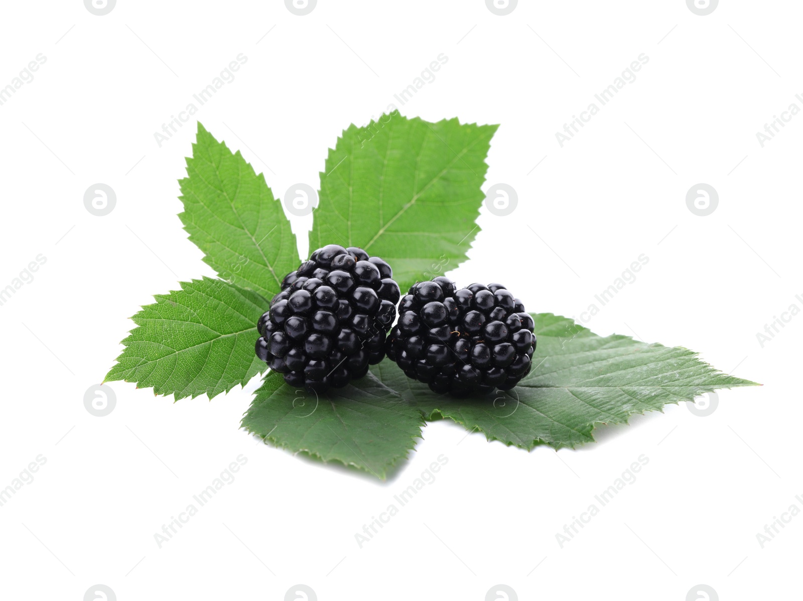 Photo of Tasty ripe blackberries with green leaves on white background