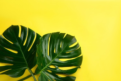 Photo of Beautiful monstera leaves on yellow background, flat lay with space for text. Tropical plant