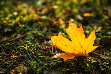 Photo of Autumn leaf on green grass in park. Bokeh effect