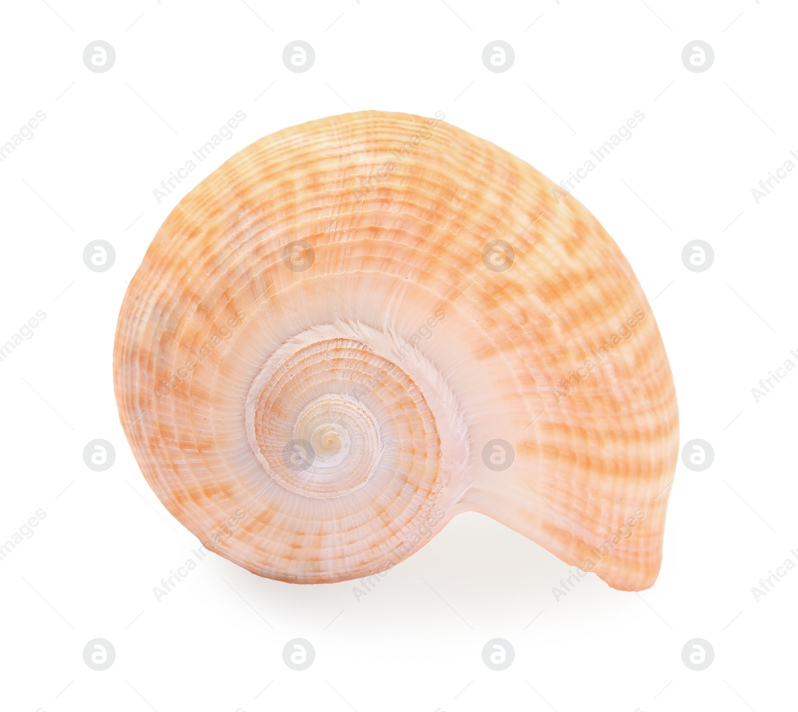 Photo of Beautiful seashell isolated on white. Beach object