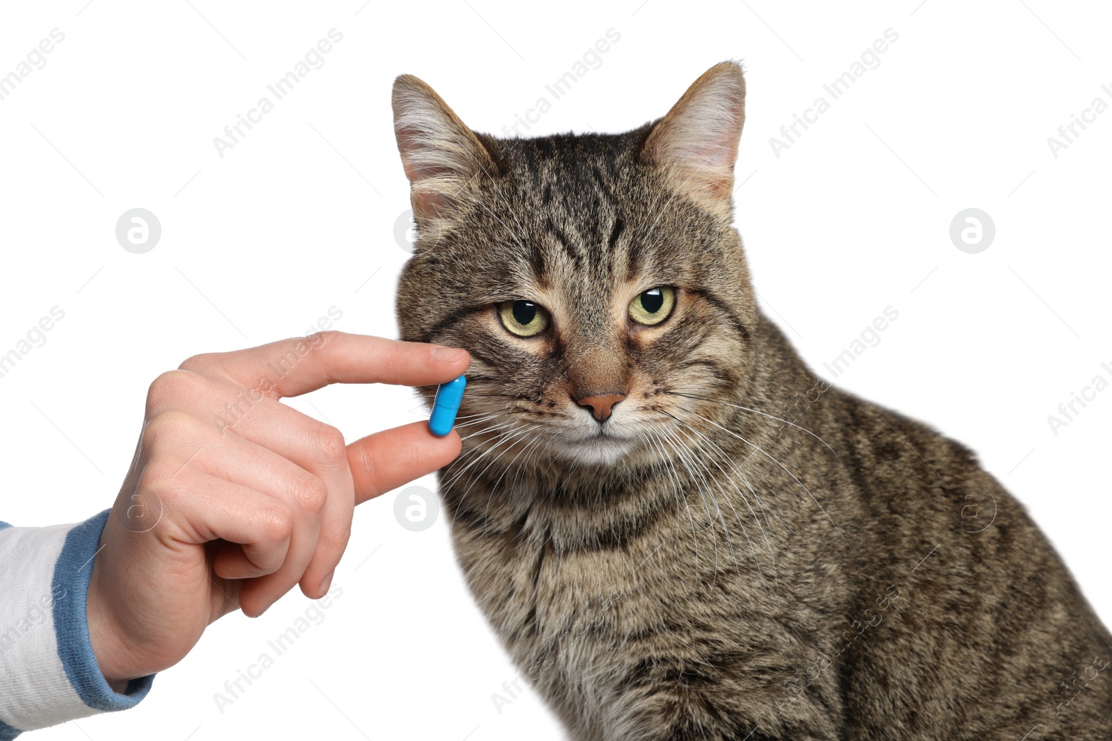 Photo of Woman giving blue pill to cute cat on white background, closeup. Vitamins for animal