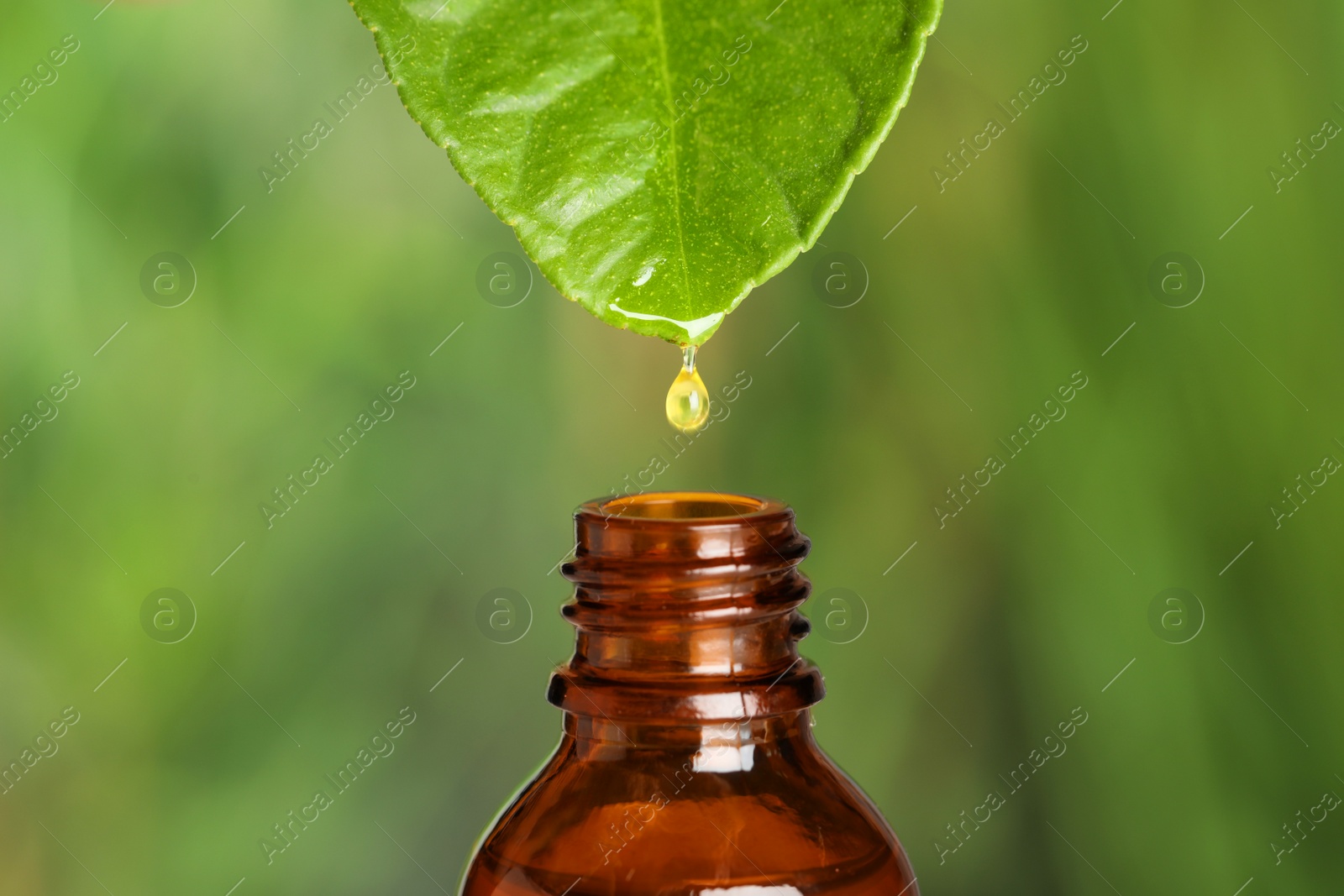 Photo of Dripping essential oil from leaf into bottle against blurred background, closeup