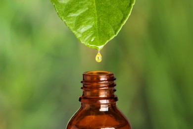 Photo of Dripping essential oil from leaf into bottle against blurred background, closeup