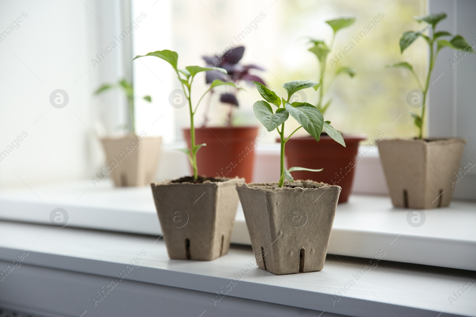 Photo of Green pepper seedlings in peat pots on window sill indoors