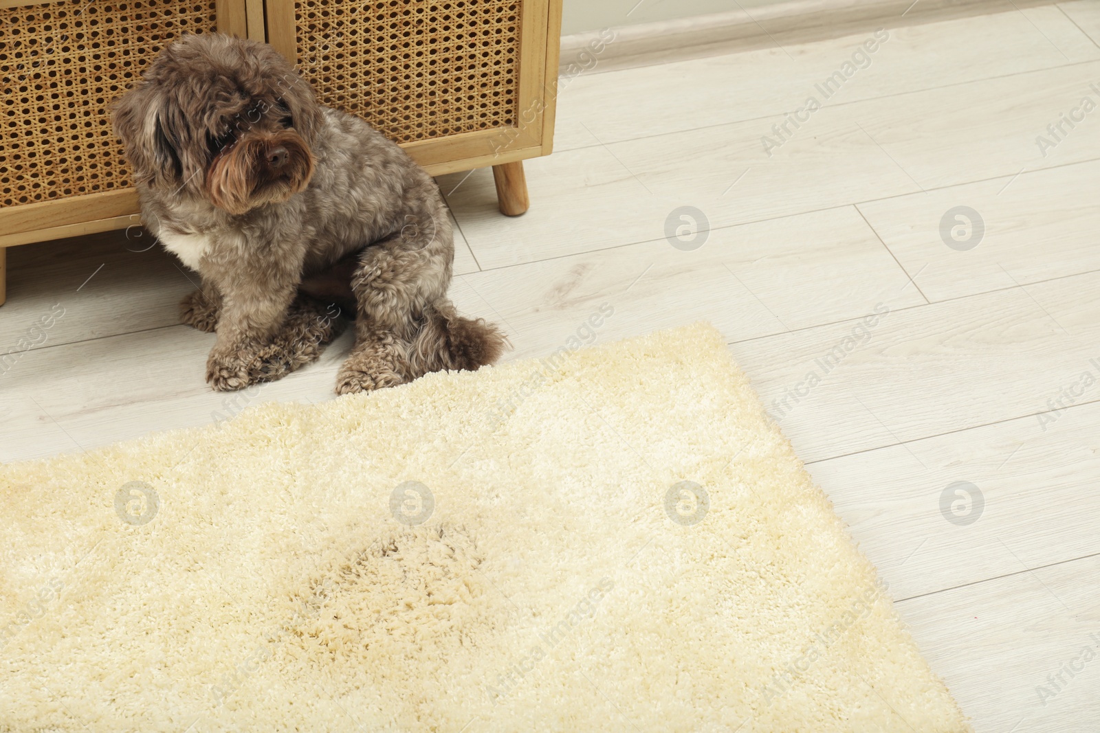 Photo of Cute dog near wet spot on beige carpet at home, space for text