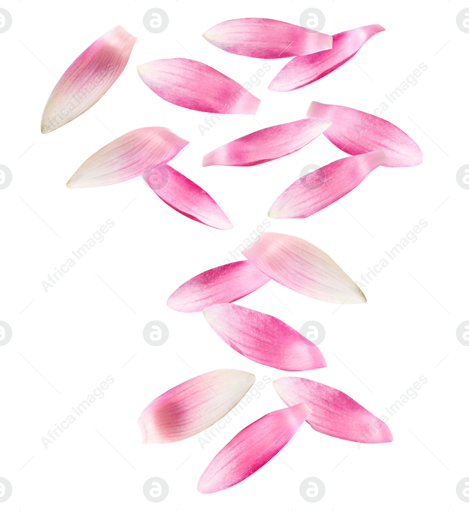 Image of Beautiful pink lotus flower petals falling on white background 