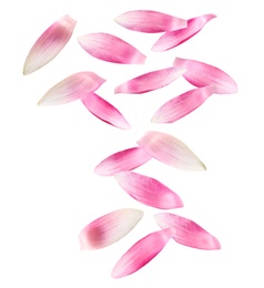 Image of Beautiful pink lotus flower petals falling on white background 