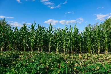 Photo of Beautiful view of corn growing in field