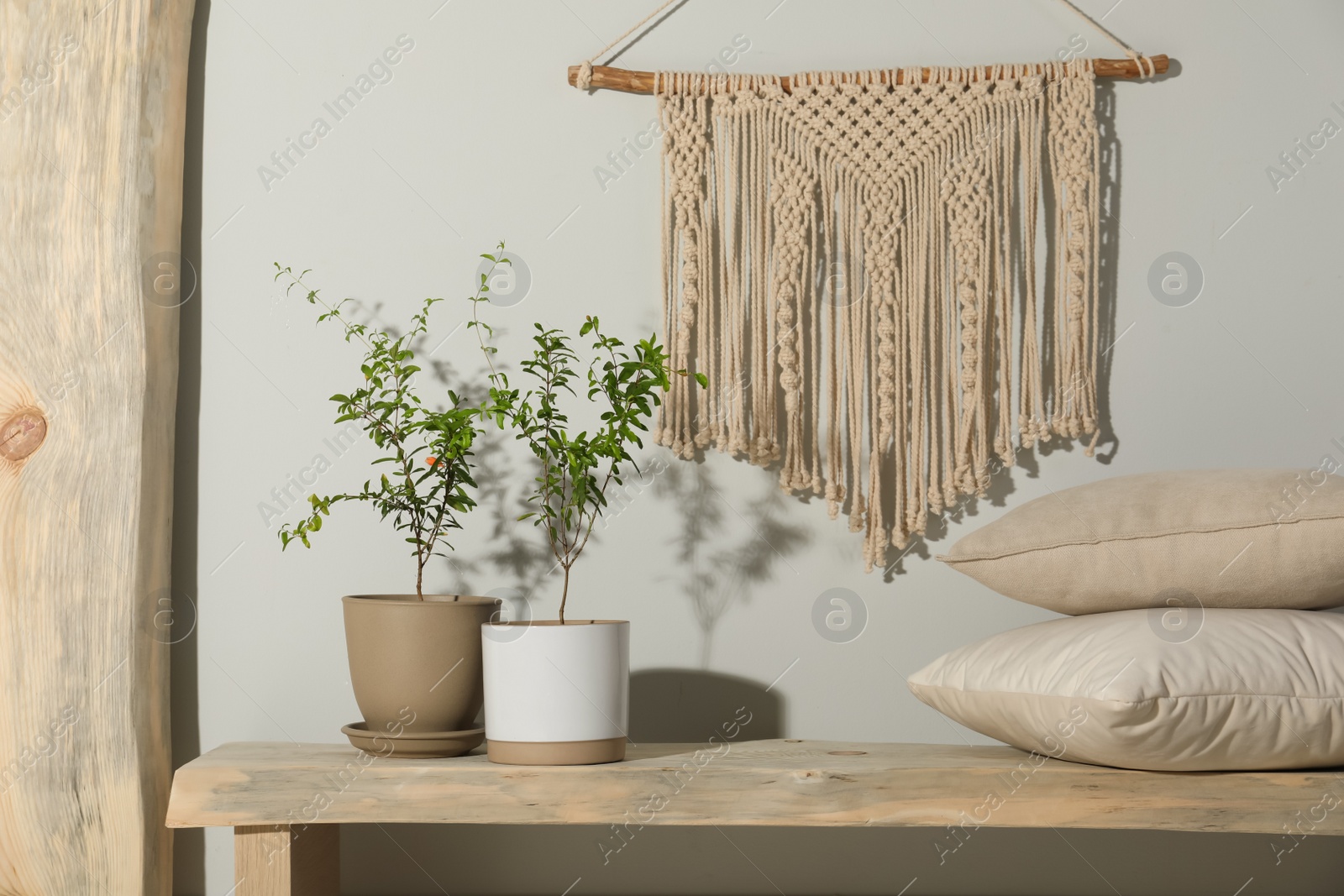 Photo of Stylish room interior with young potted pomegranate trees and macrame