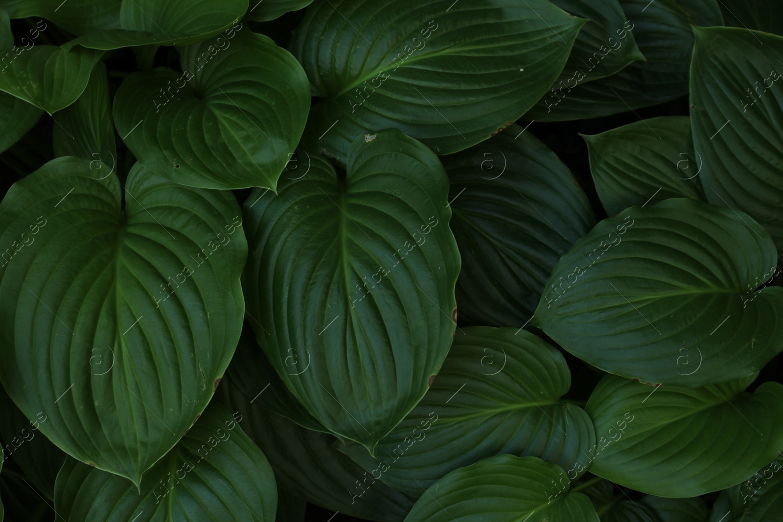 Photo of Beautiful hosta plantaginea with green leaves in garden, top view