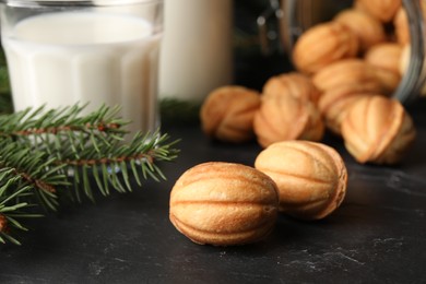 Homemade walnut shaped cookies, milk and fir branches on black table, closeup. Space for text