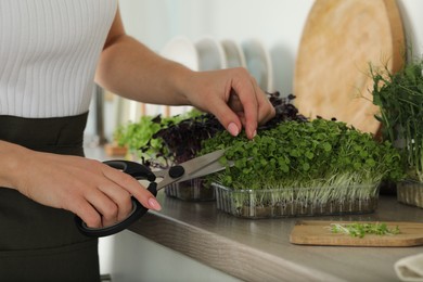 Woman with scissors cutting fresh microgreens at countertop in kitchen, closeup