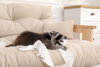 Photo of Cute mischievous raccoon playing with toilet paper on sofa indoors