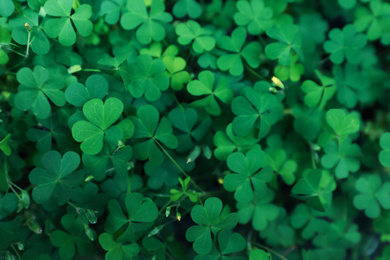 Photo of Beautiful clover leaves outdoors, top view. St. Patrick's Day symbol