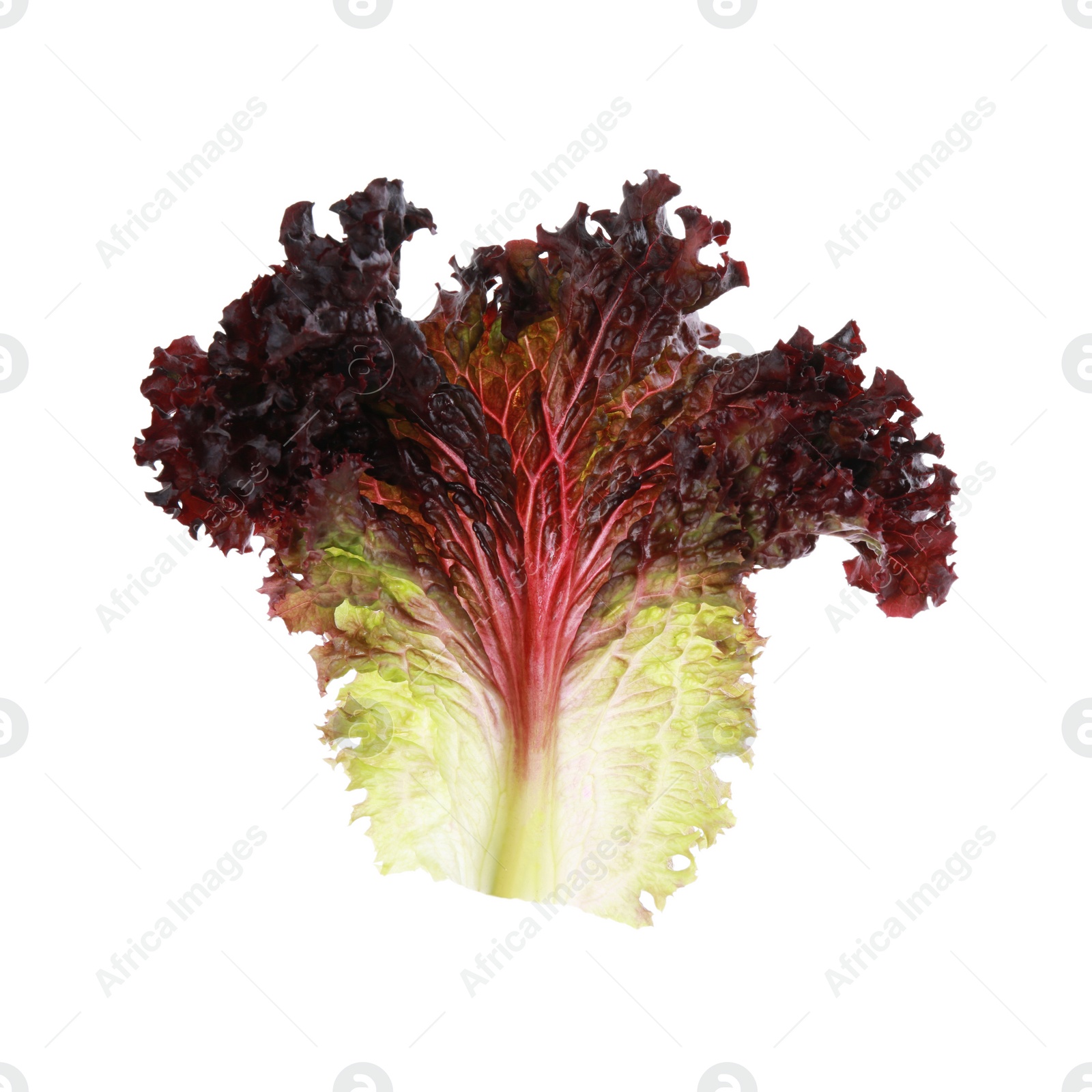 Photo of Leaf of fresh red coral lettuce isolated on white