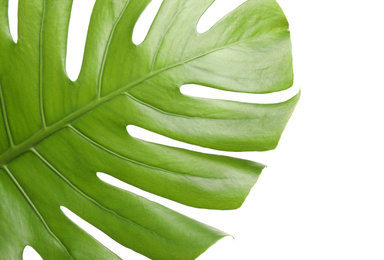 Photo of Fresh green tropical leaf isolated on white, closeup