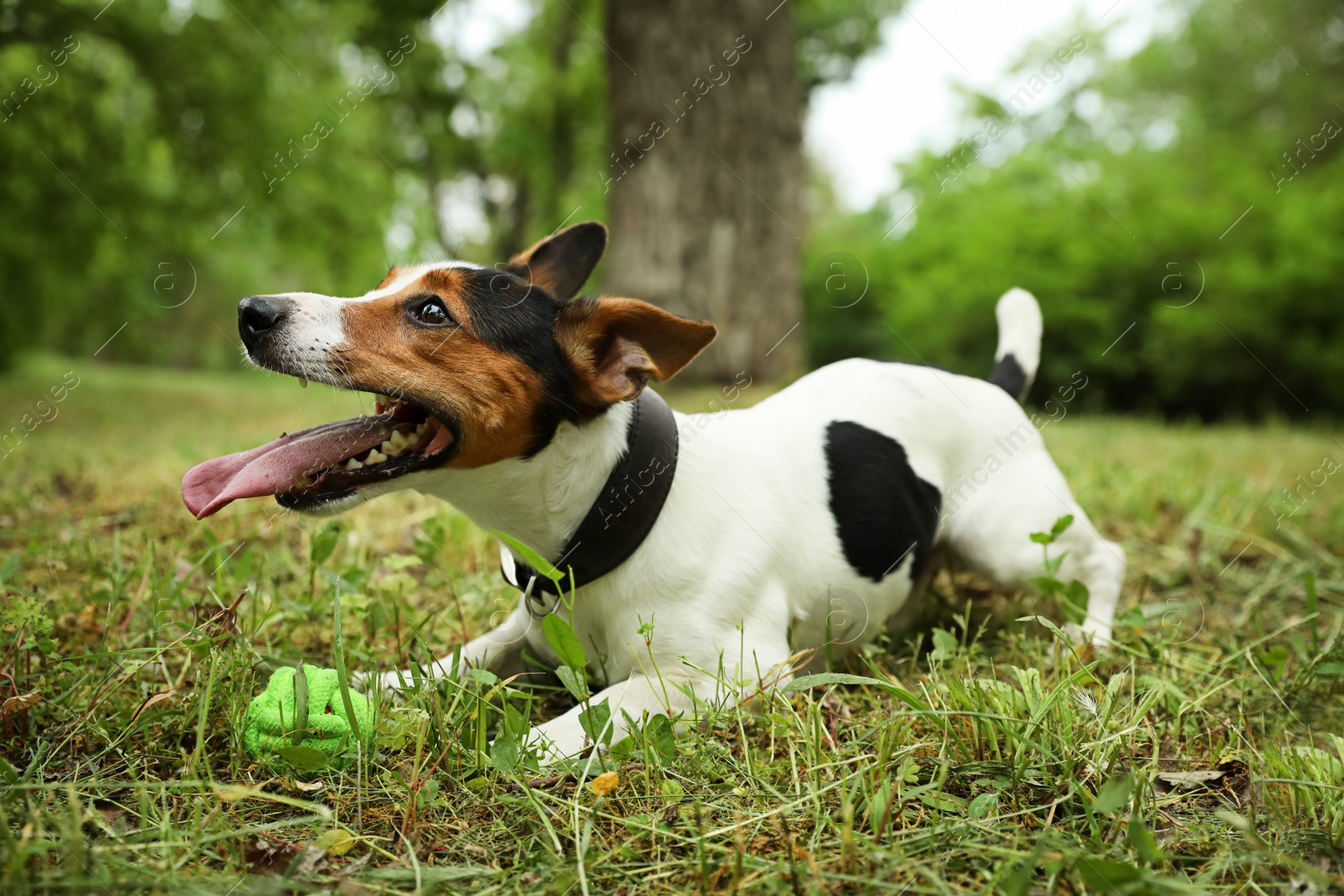 Photo of Adorable Jack Russell Terrier playing with dog toy in park